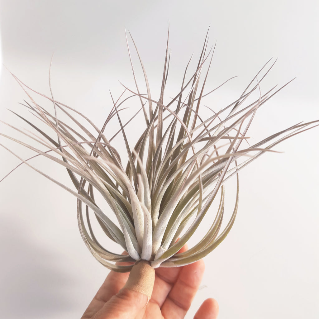 Tillandsia Houston - Air Plant