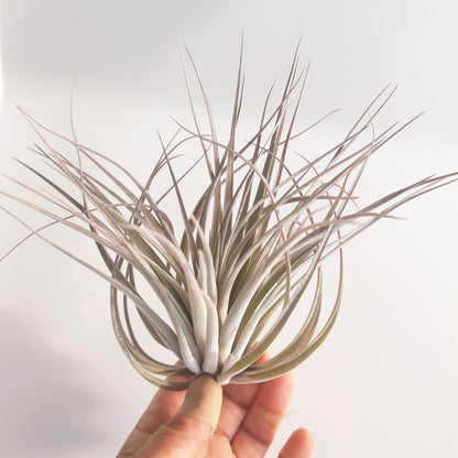 Tillandsia Houston - Air Plant