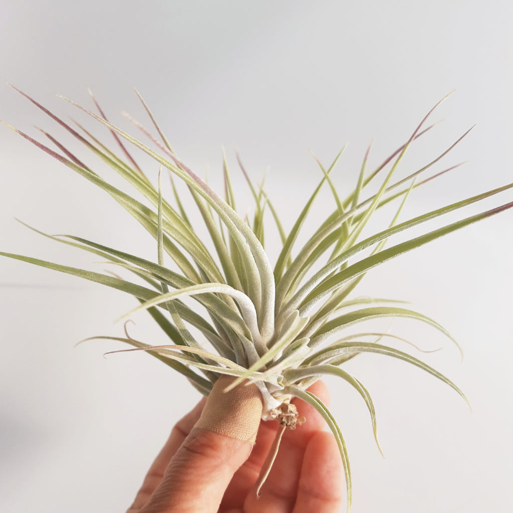 Tillandsia Houston - Air Plant