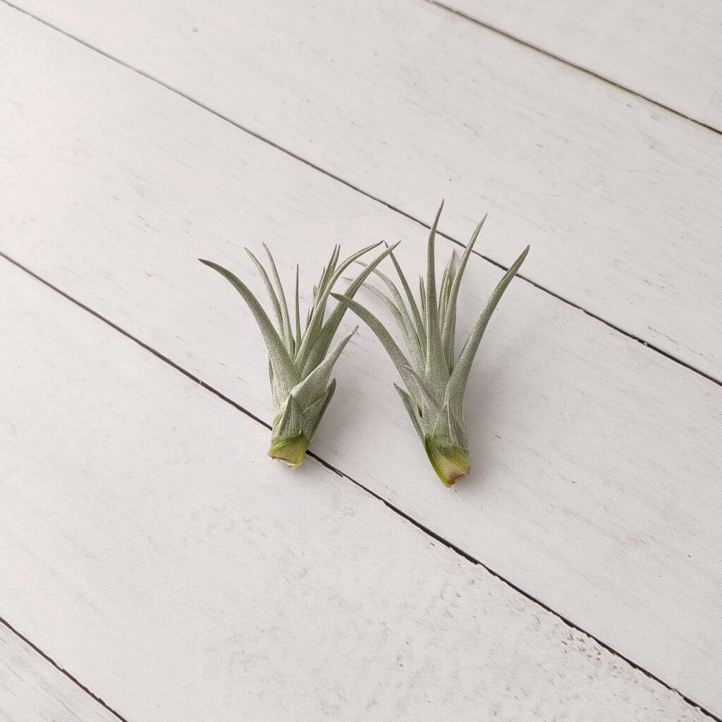 Tillandsia Houston - Air Plant