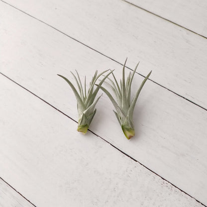 Tillandsia Houston - Air Plant