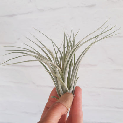 Tillandsia Houston - Air Plant