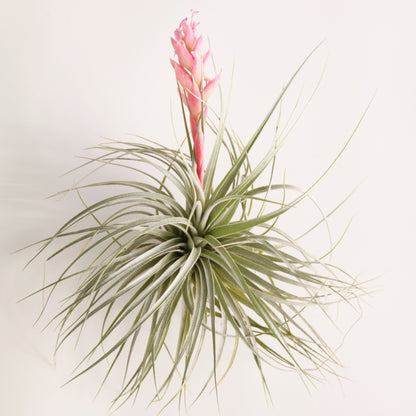 Tillandsia Houston - Air Plant