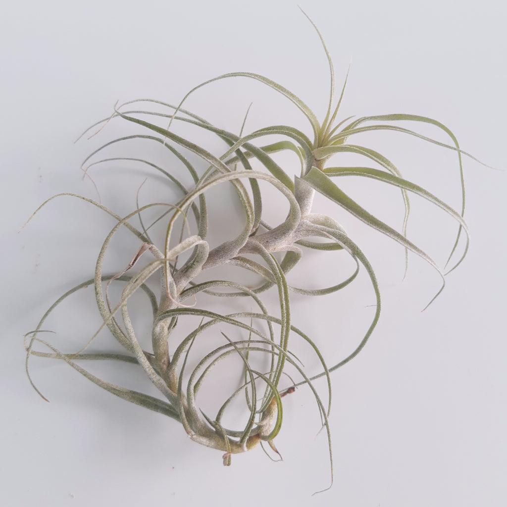 Tillandsia incarnata air plant