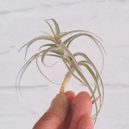 Tillandsia incarnata - Air Plant