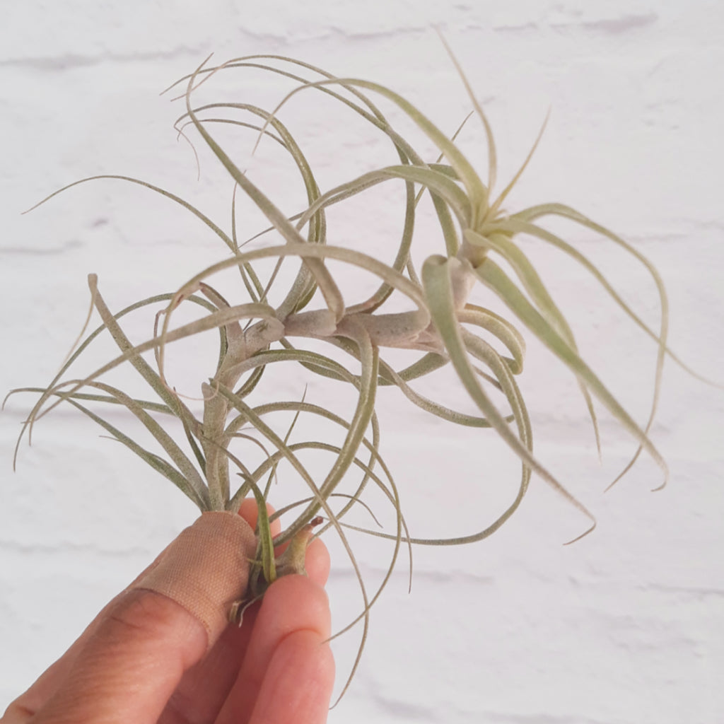 Tillandsia incarnata - Air Plant