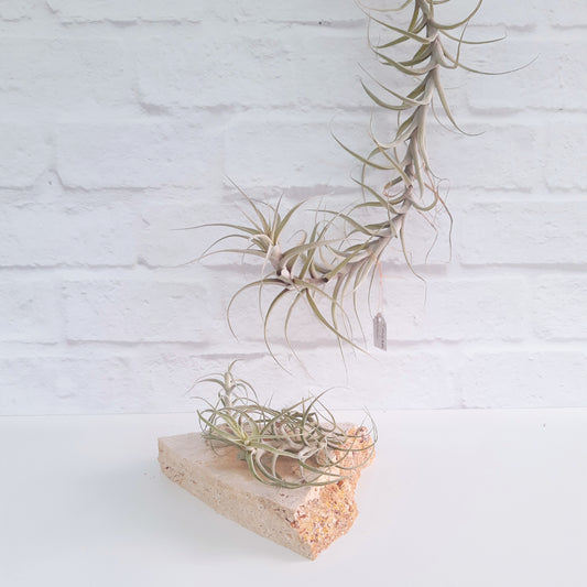 Tillandsia incarnata - Air Plant