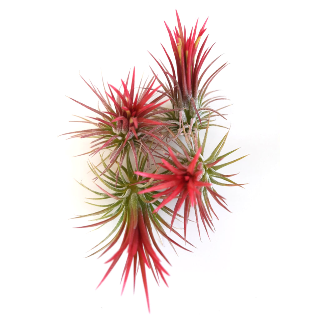 Tillandsia ionantha 'Feugo' air plants with blushed red leaves