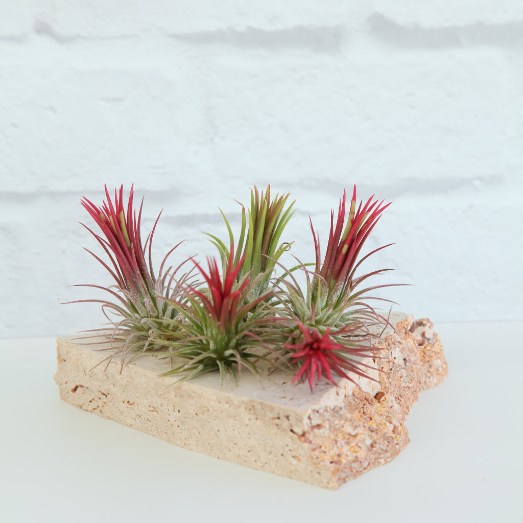 Tillandsia ionantha Fuego - Air Plant