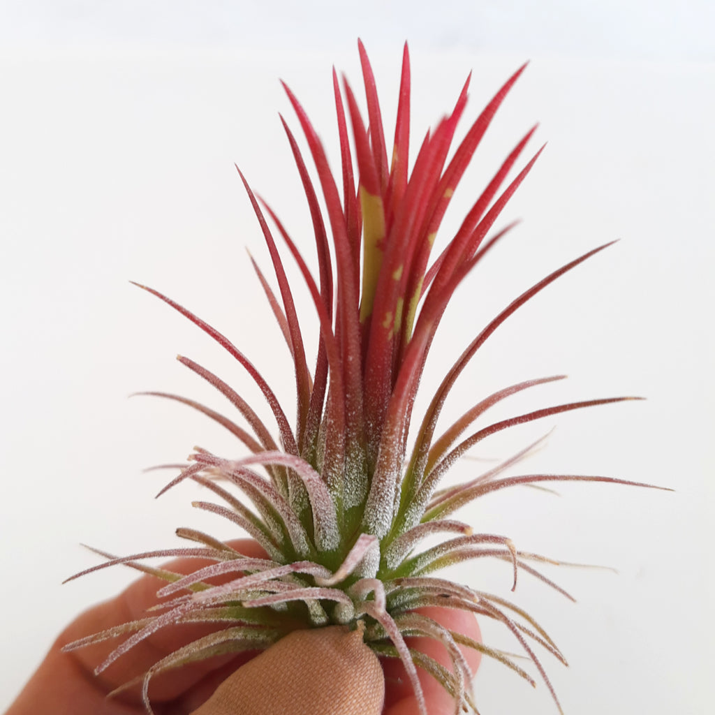 Tillandsia ionantha Fuego - Air Plant