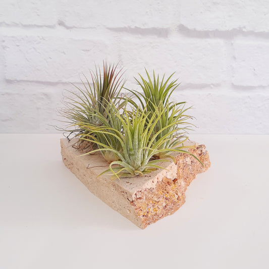 Tillandsia Ionantha - Air Plant