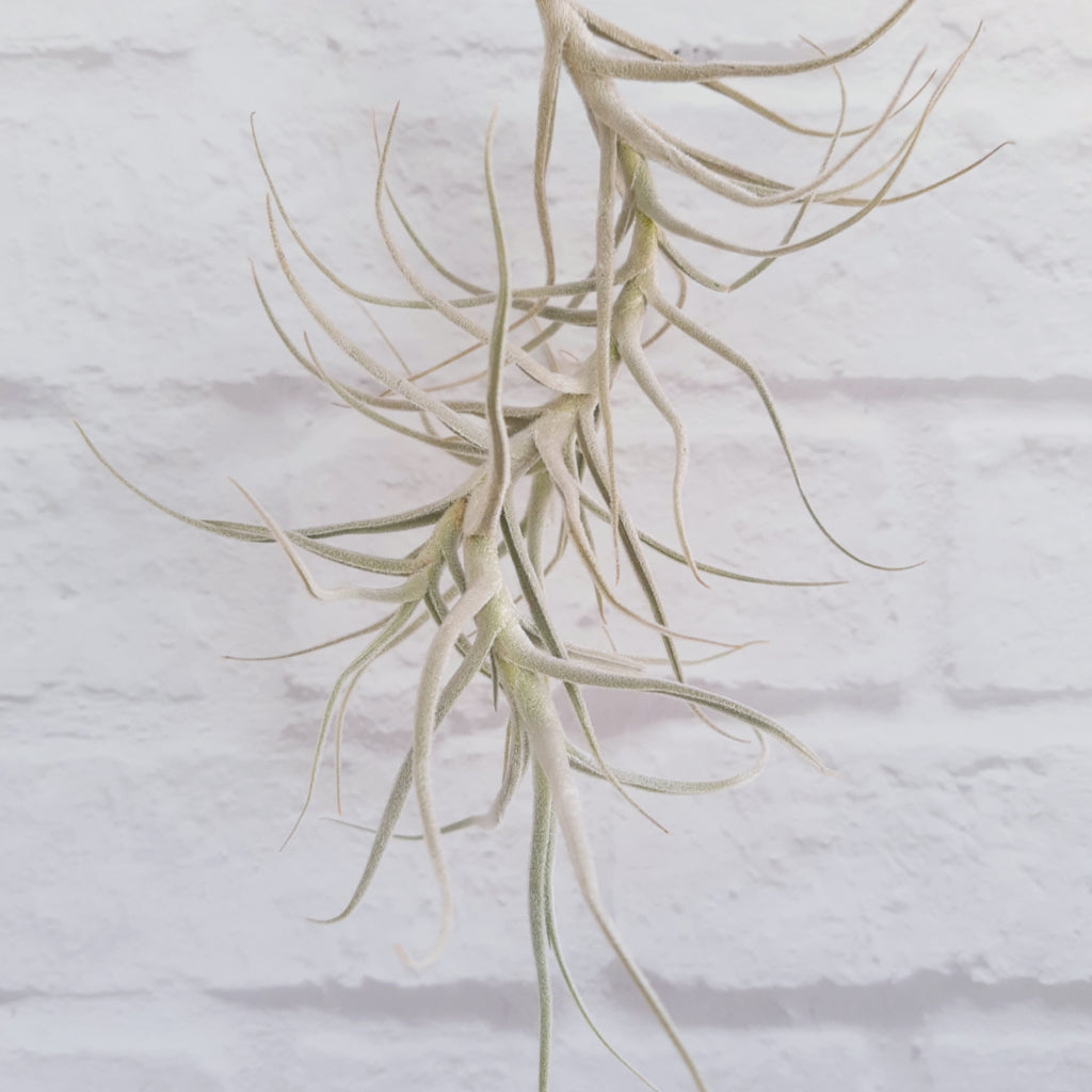 TIllandsia plaeacea air plant