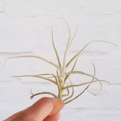 Tillandsia paleacea - Air Plant