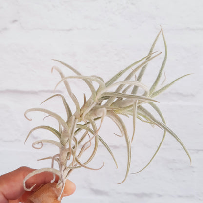 Tillandsia paleacea - Air Plant