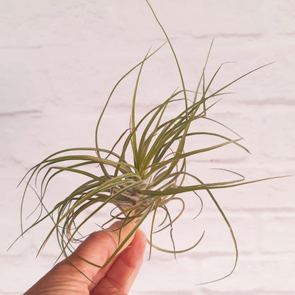 Tillandsia stricta - Air Plant