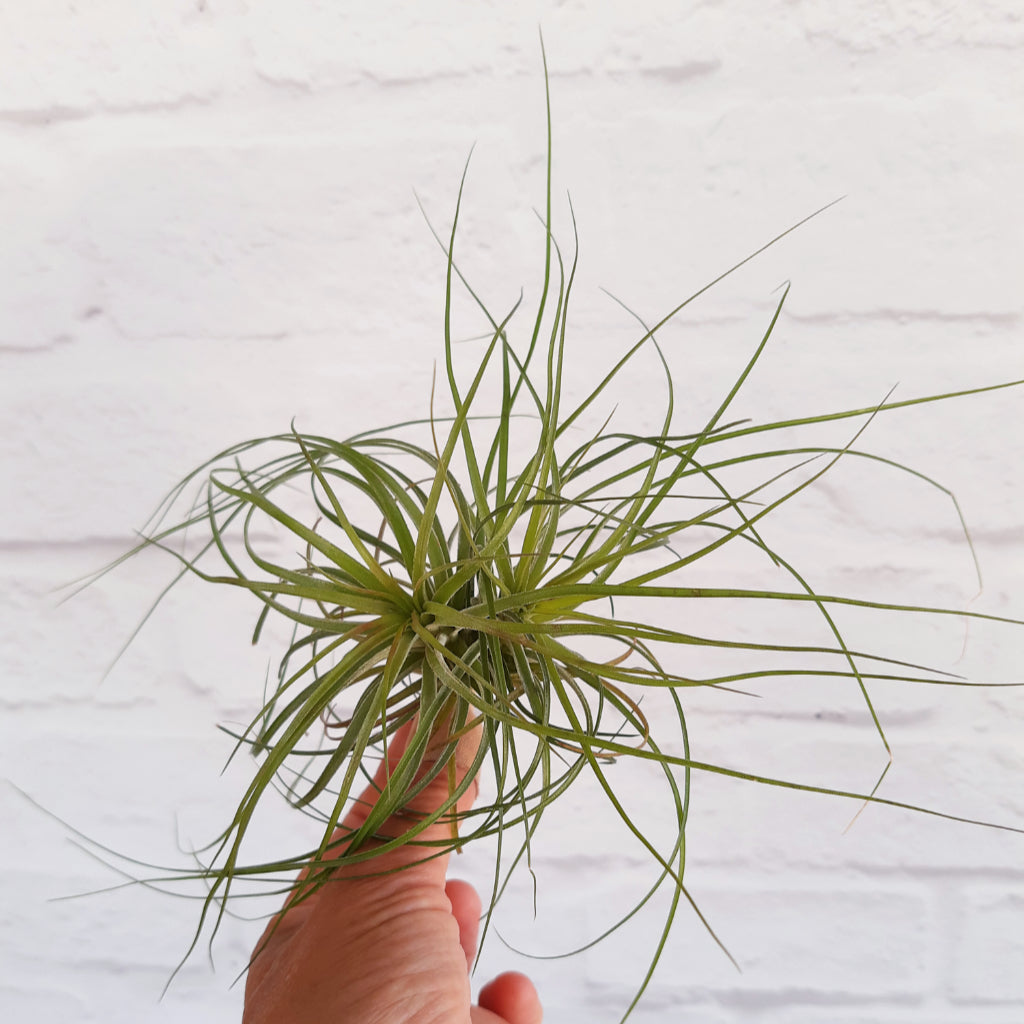 Tillandsia stricta Air Plant