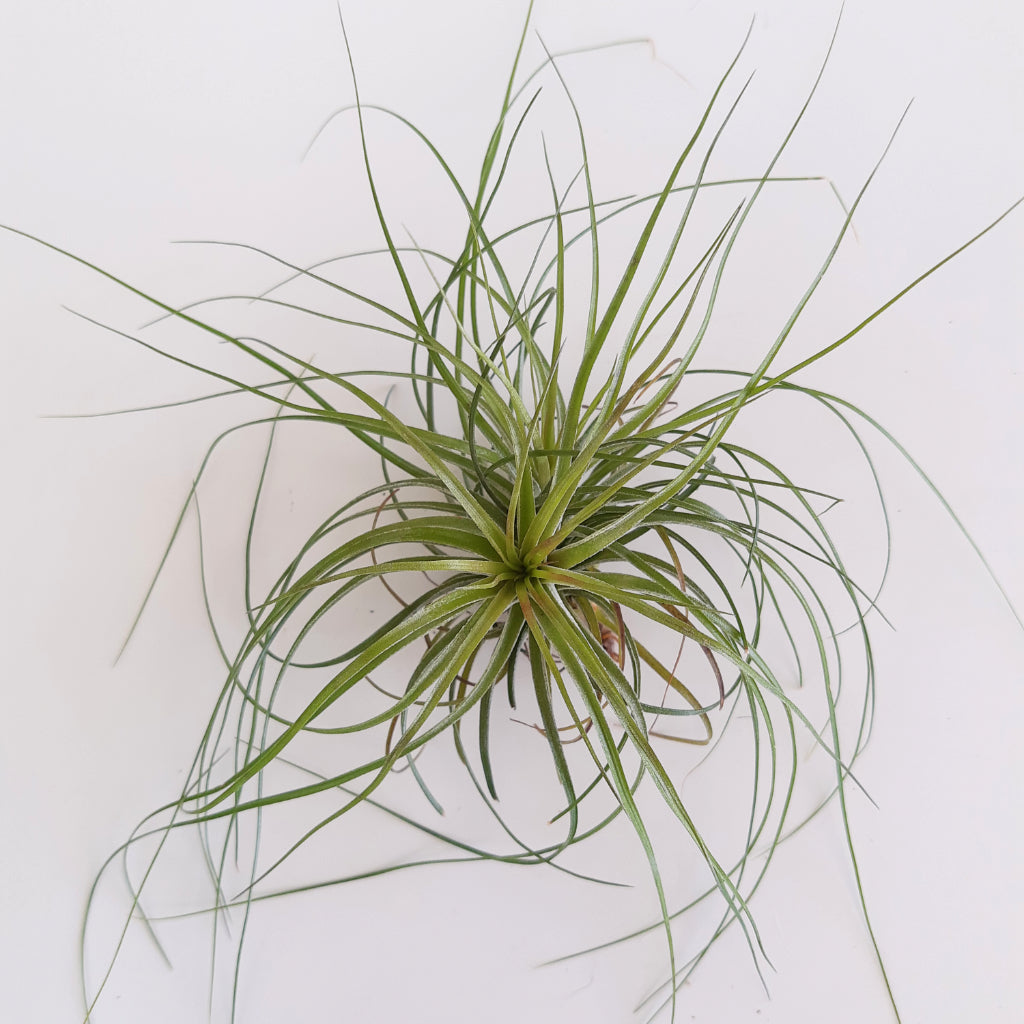 Tillandsia stricta air plant