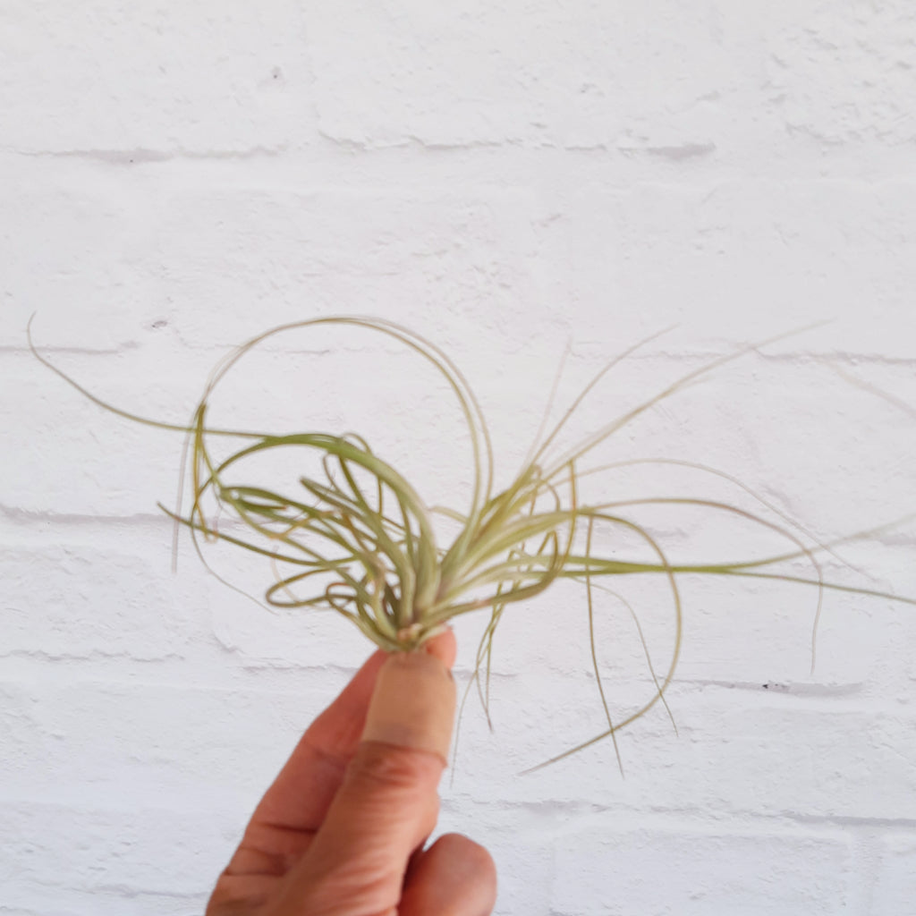 Tillandsia stricta - Air Plant