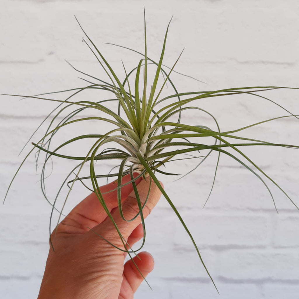 Tillandsia stricta Air Plant