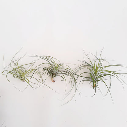 Tillandsia stricta - Air Plant