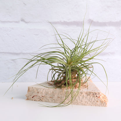 Tillandsia stricta - Air Plant