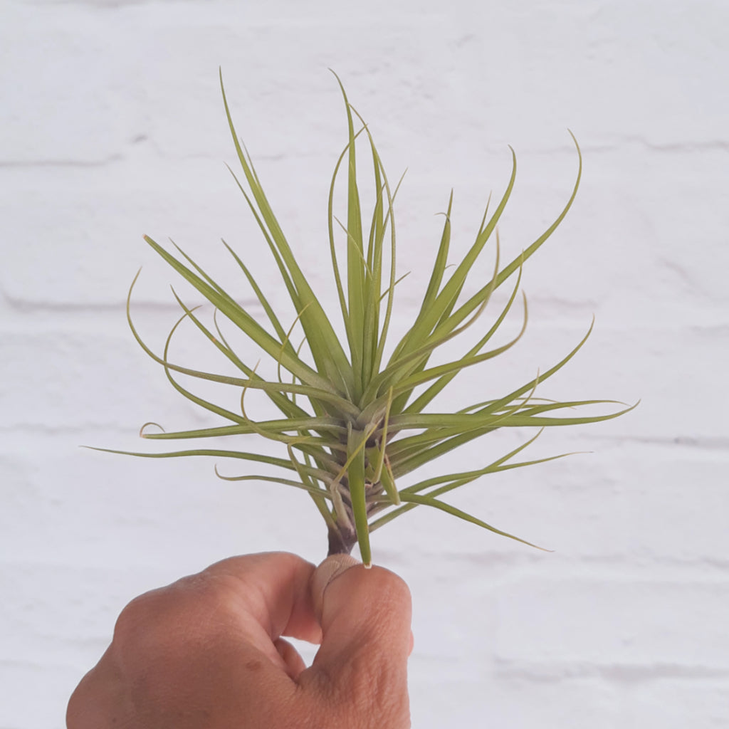 Tillandsia tenuifolia  'Emerald Forest' - Air Plant