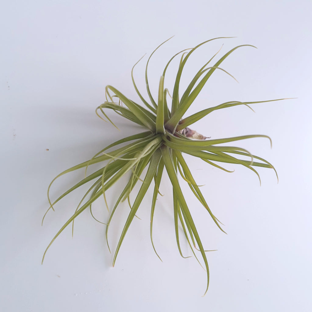 TIllandsia tenuifolia Emeral Forest air plant