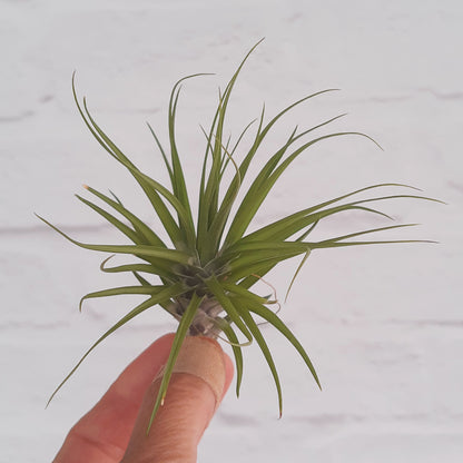 Tillandsia tenuifolia  'Emerald Forest' - Air Plant