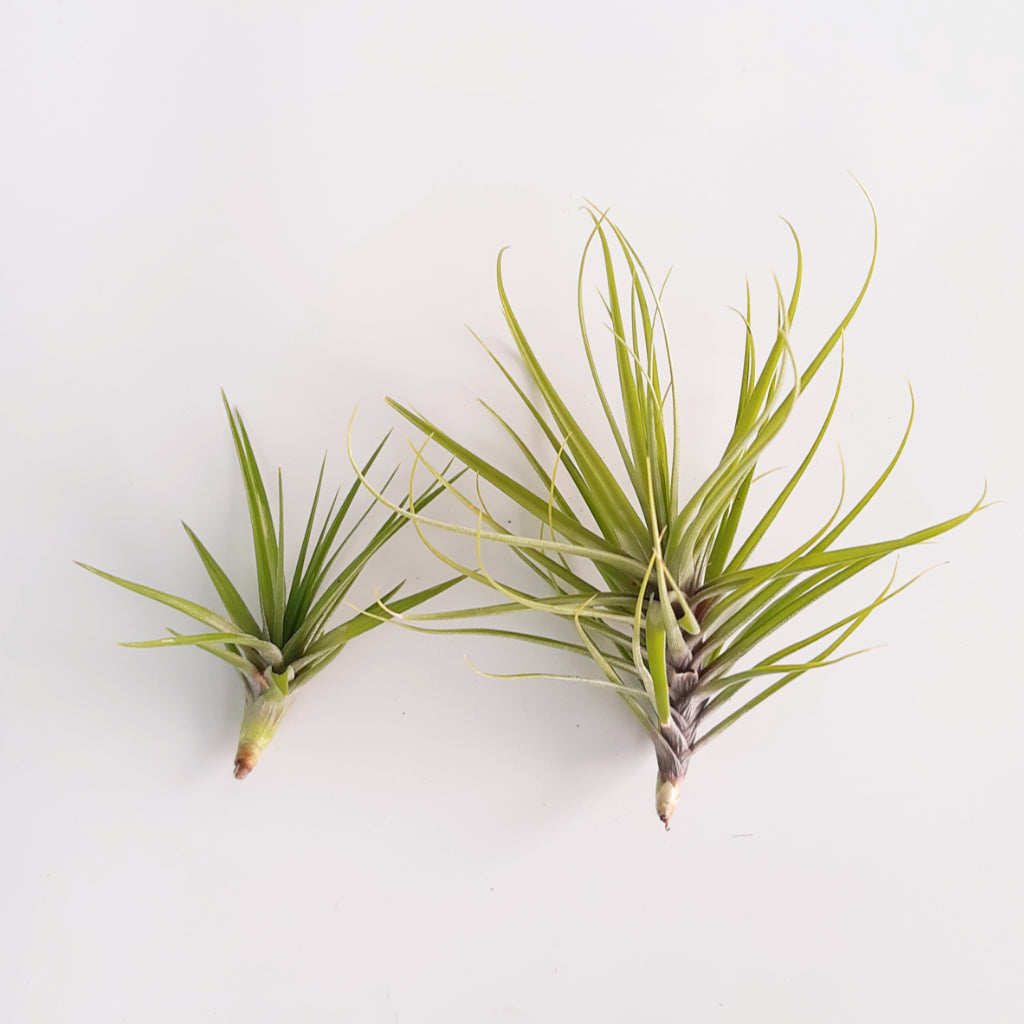 Tillandsia tenuifolia  'Emerald Forest' - Air Plant