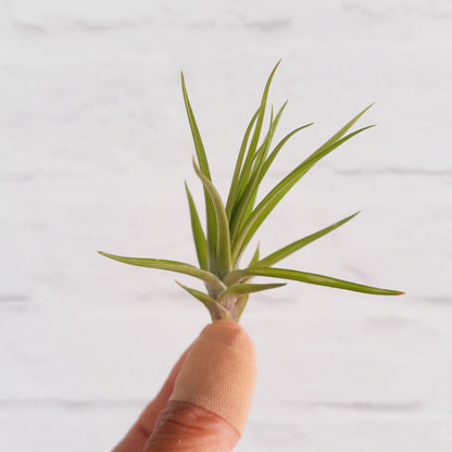 Tillandsia tenuifolia  'Emerald Forest' - Air Plant