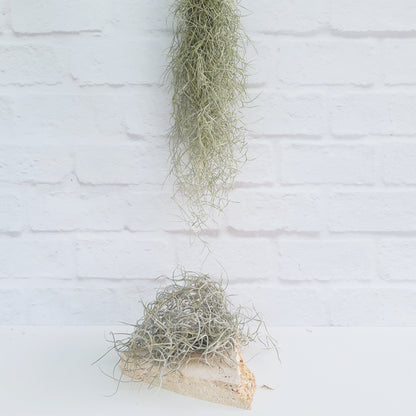 old man's beard air plant Tillandsia usneoides - Spanish Moss