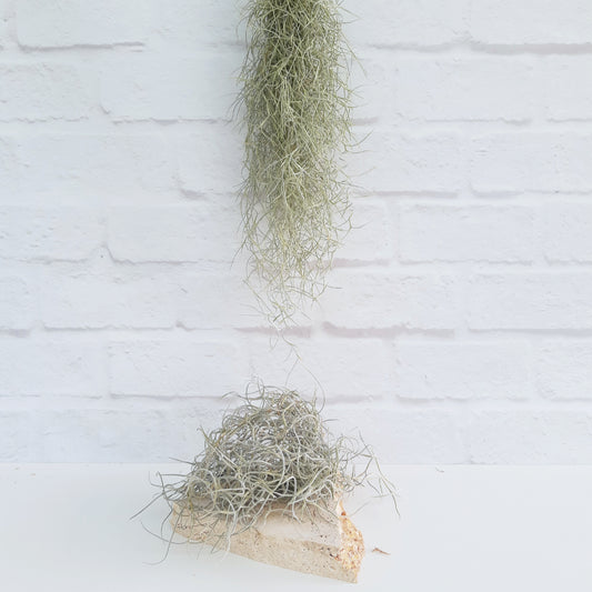 Tillandsia usneoides - Spanish Moss - Air Plant