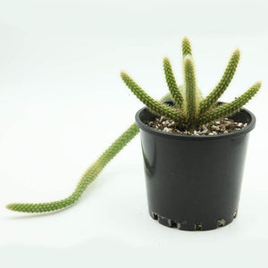 Aporocactus flagelliformis - Rat Tail Cactus