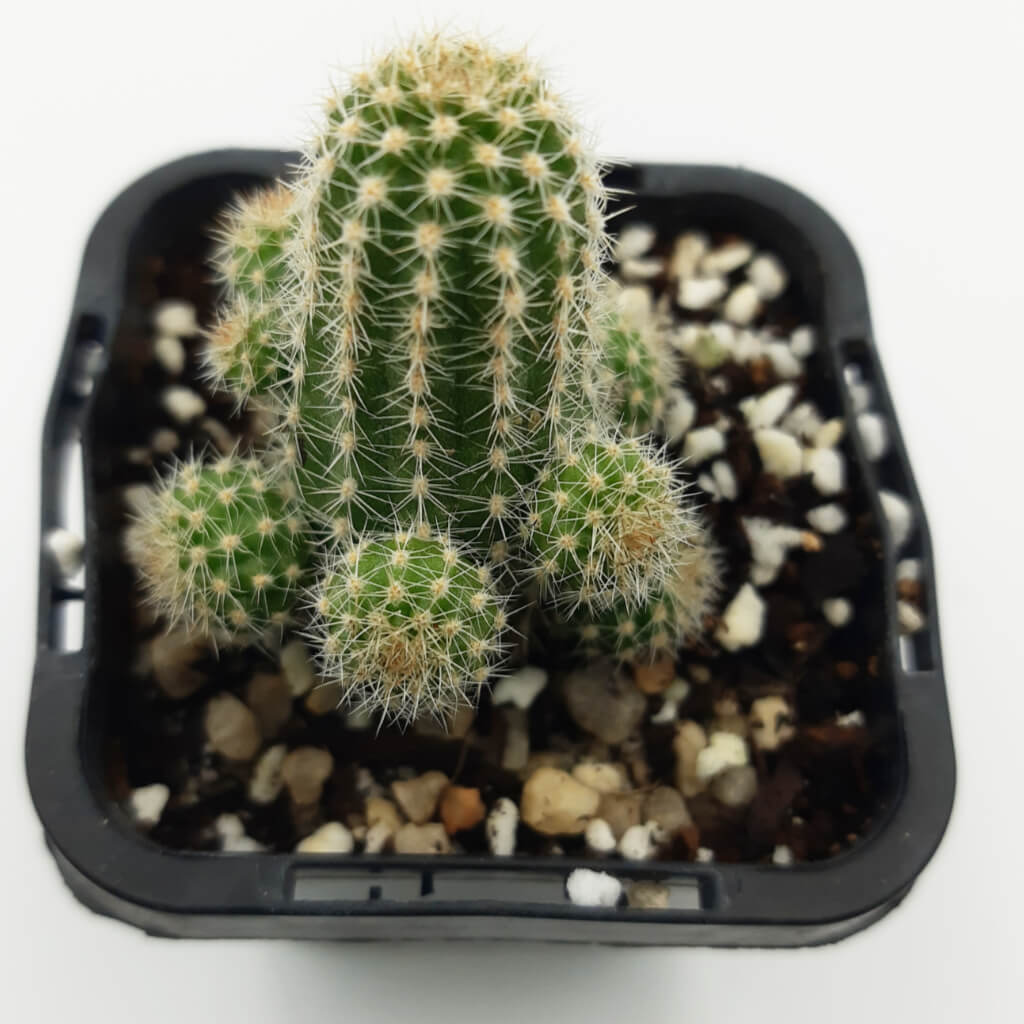 Chamaecereus silvestrii / Echinopsis chamaecereus  - Peanut Cactus