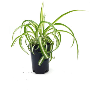 Chlorophytum comosum 'Bonnie' - Curly Spider Plant