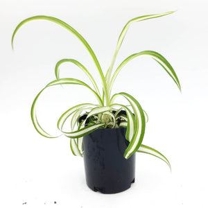 Chlorophytum comosum 'Bonnie' - Curly Spider Plant