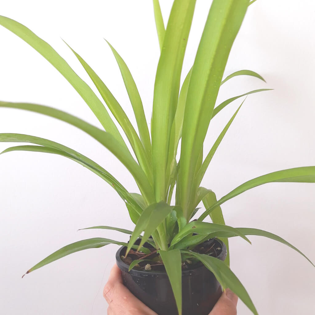 Chlorophytum comosum - Green Spider Plant