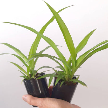 Chlorophytum comosum - Green Spider Plant