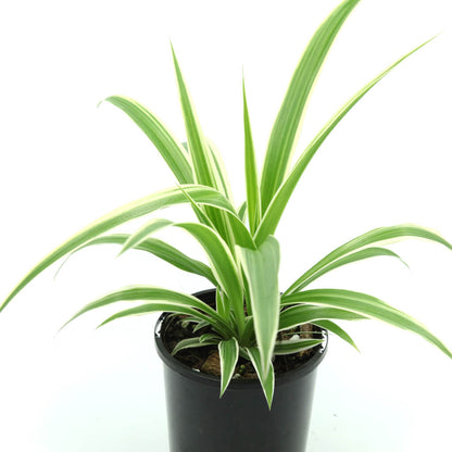 Chlorophytum comosum 'Ocean' - Variegated Spider Plant