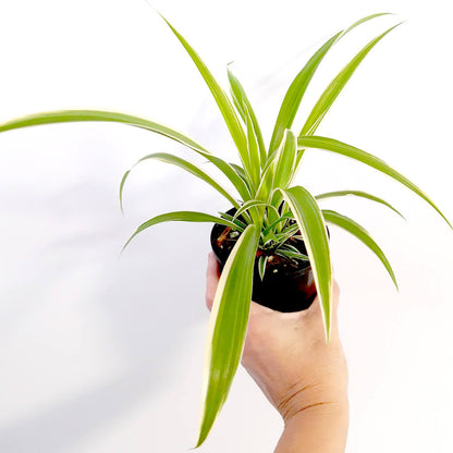 Chlorophytum comosum 'Ocean' - Variegated Spider Plant