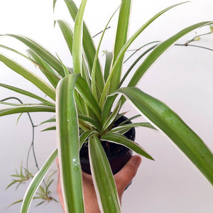 Chlorophytum comosum 'Ocean' - Variegated Spider Plant
