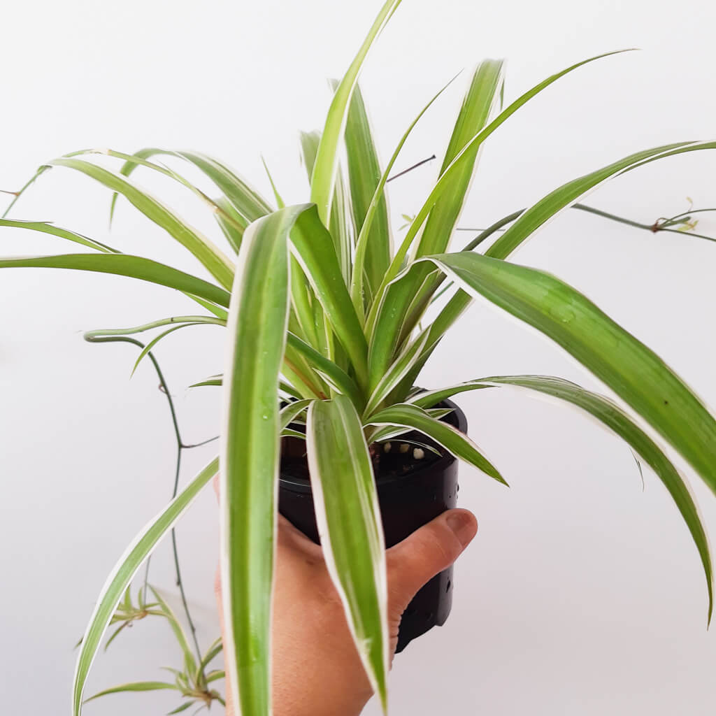 Chlorophytum comosum 'Ocean' - Variegated Spider Plant