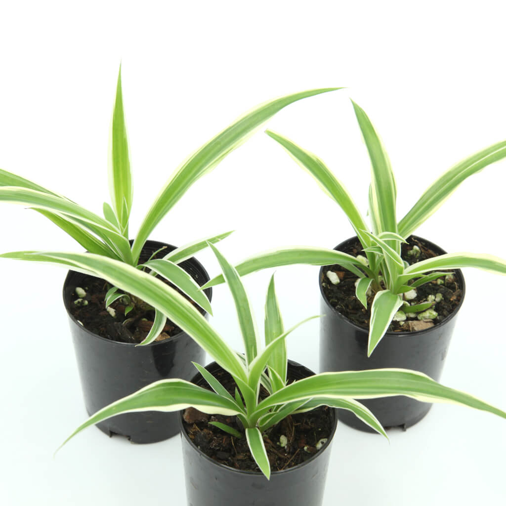 Chlorophytum comosum 'Ocean' - Variegated Spider Plant