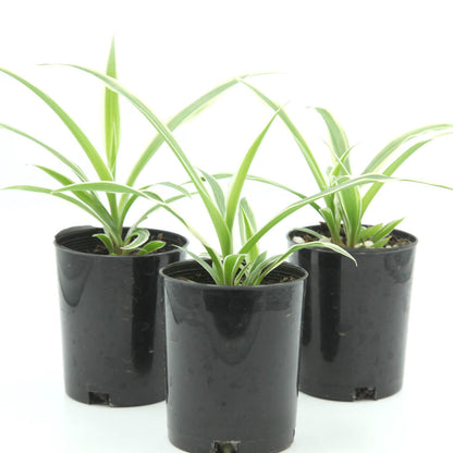 Chlorophytum comosum 'Ocean' - Variegated Spider Plant