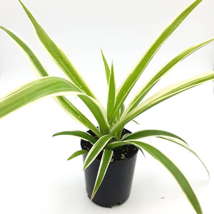 Chlorophytum comosum 'Ocean' - Variegated Spider Plant
