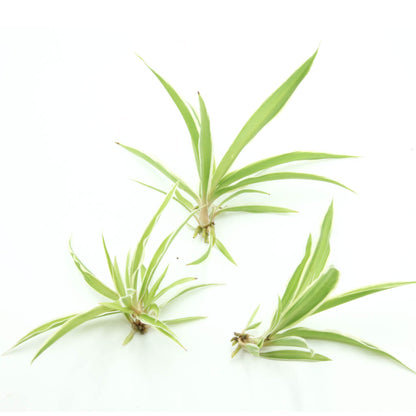 Chlorophytum comosum 'Ocean' - Variegated Spider Plant