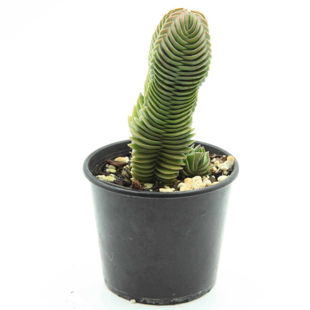 buddha's temple succulent australia Crassula 'Buddha's Temple' – Statement Plants