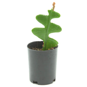 Disocactus anguliger - Fishbone Cactus
