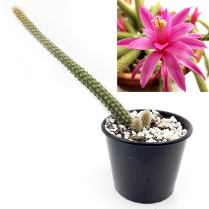 Aporocactus flagelliformis - Rat Tail Cactus