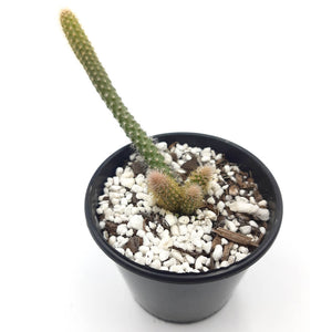 Aporocactus flagelliformis - Rat Tail Cactus